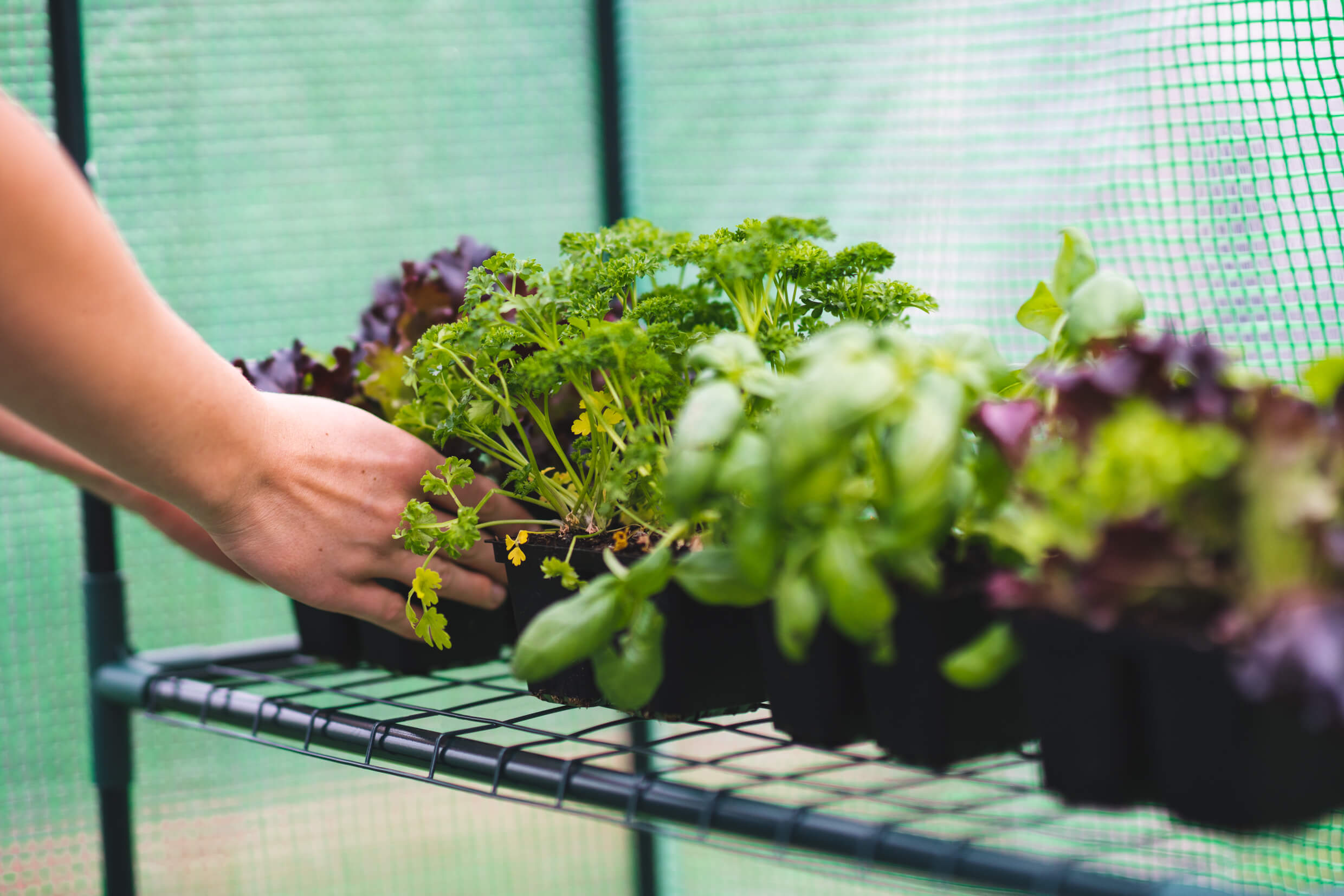 greenhouses-banner greenhouses-banner
