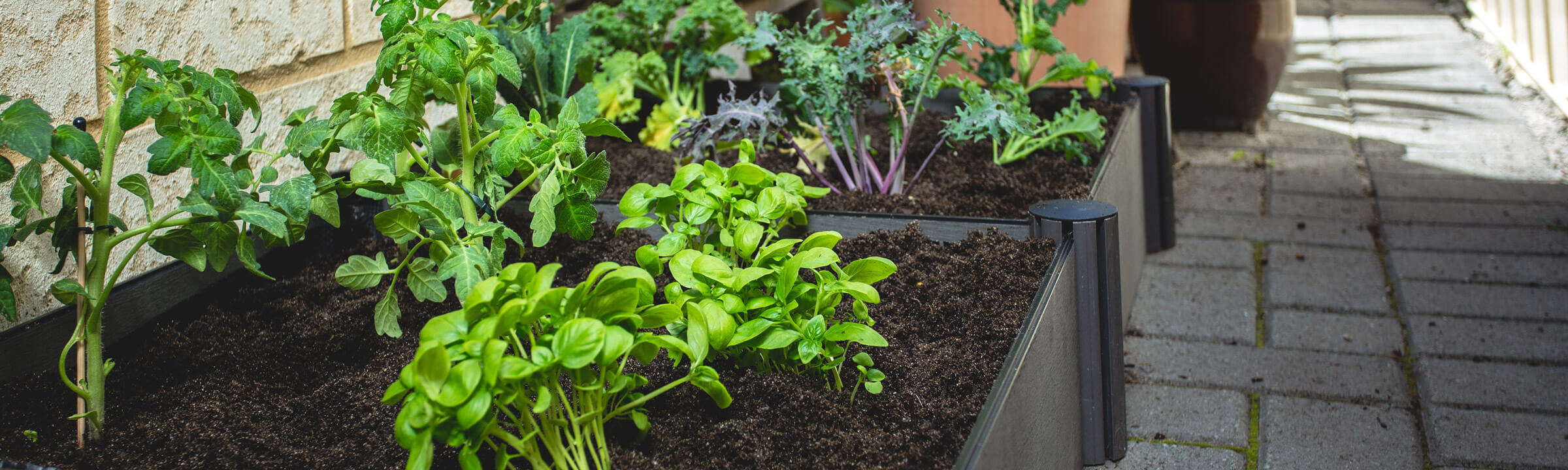 Grow-your-own-vegetables-with-a-Raised-Garden-Bed