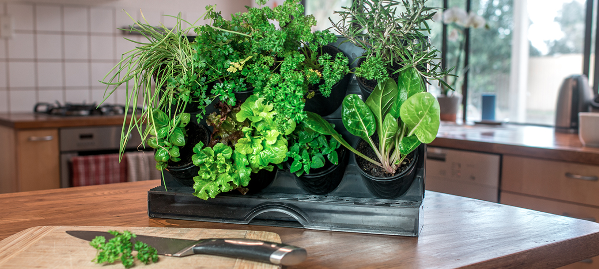 Holman_Renting_Benchtop GreenWall