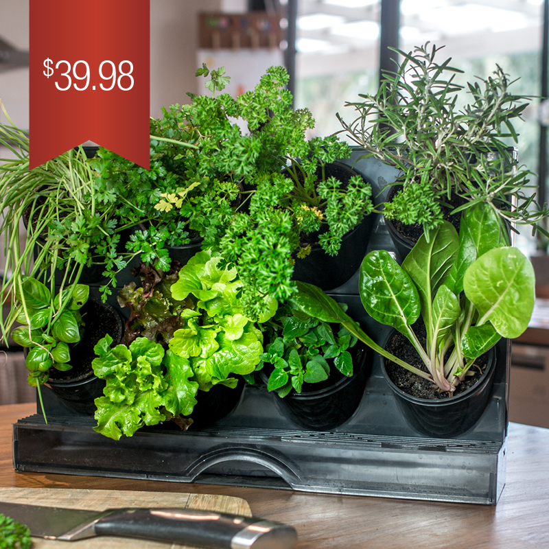 Christmas Gifts GreenWall