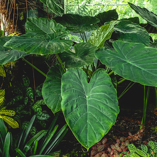 alocasia