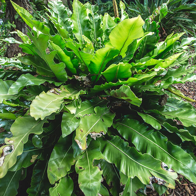 birds-nest-fern