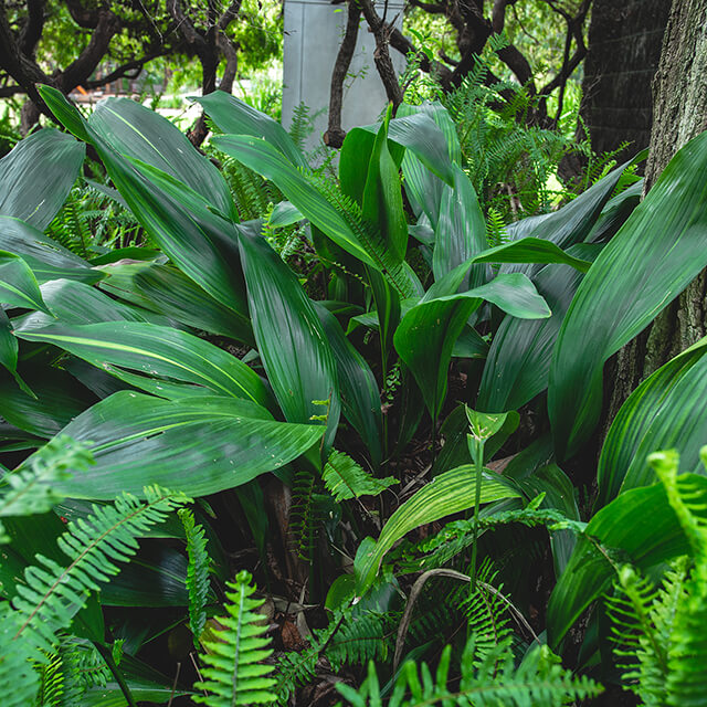 cast-iron-plant