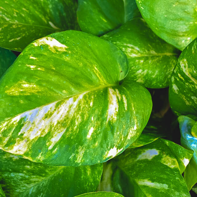 devils-ivy