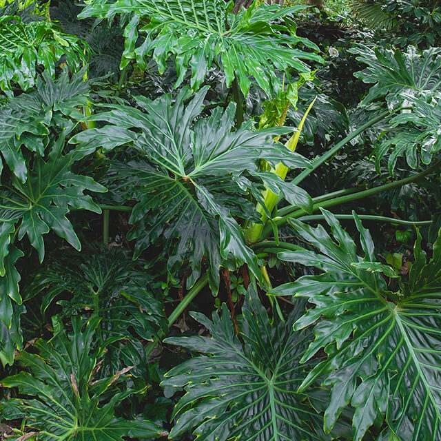 philodendron
