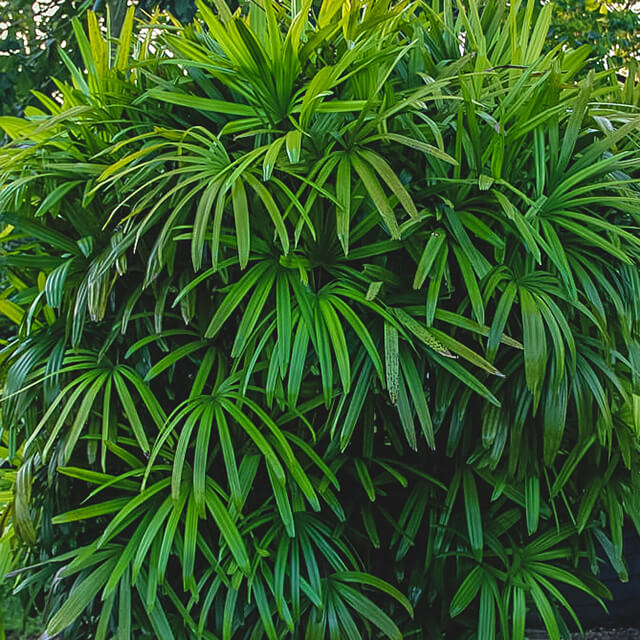 rhapis-palm