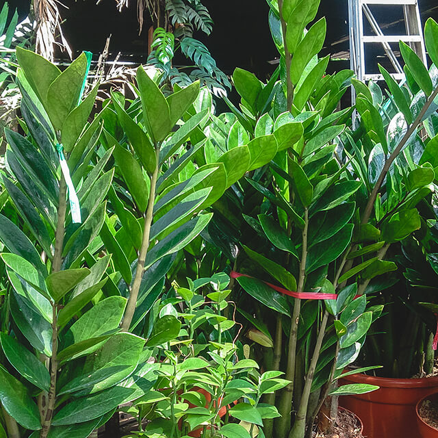 zz-plant