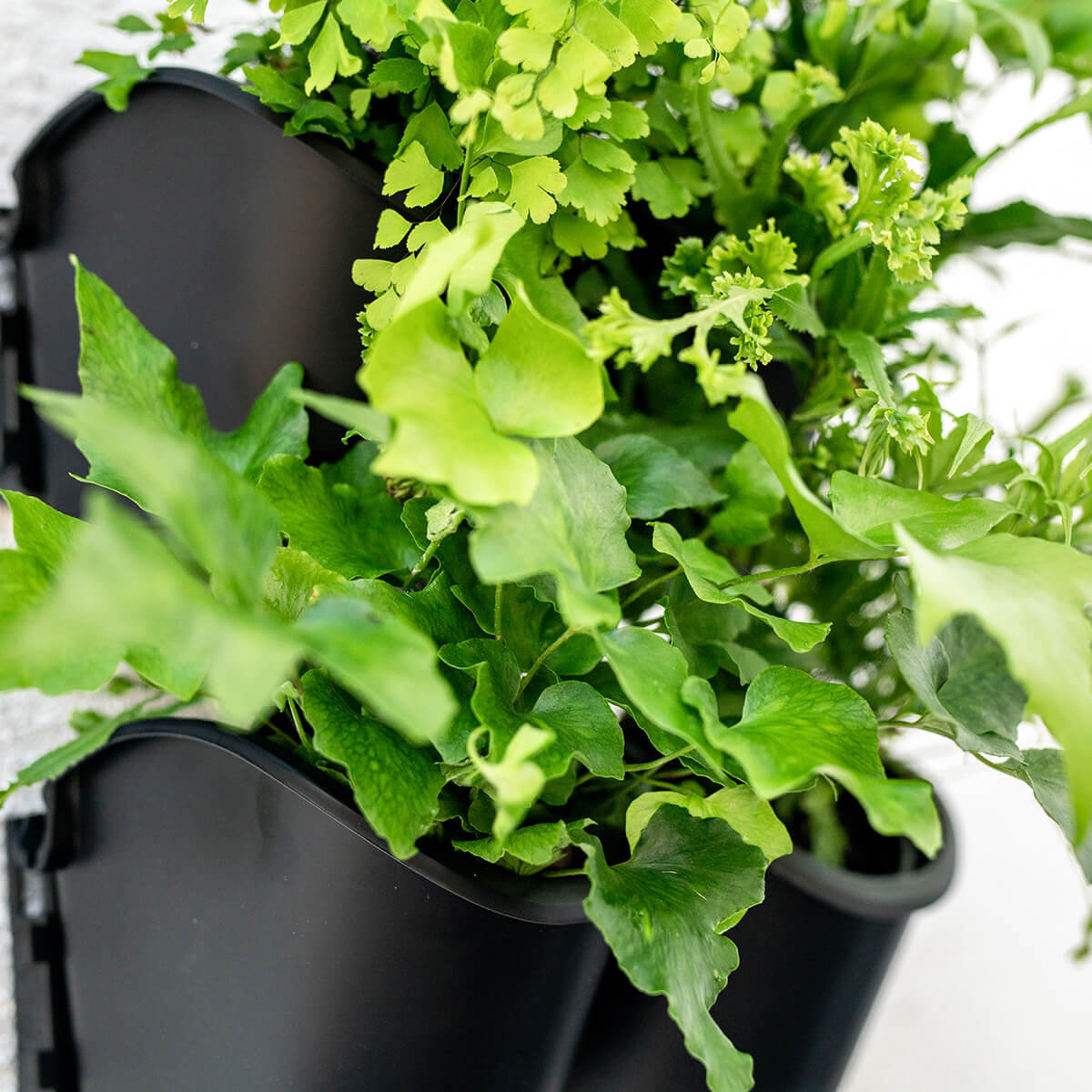 connect-a-pot-gallery-plants