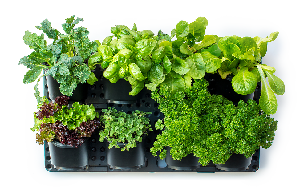 greenwall-cutout-blog