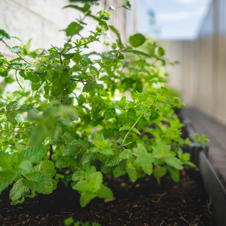 smartgardener-mint
