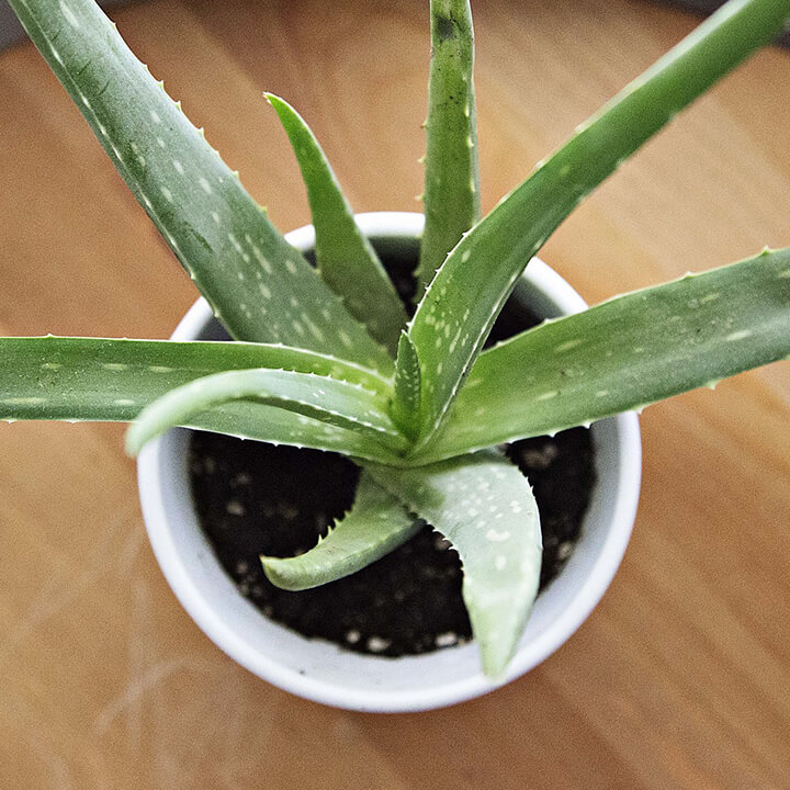 smartgardener-tips-aloe-vera