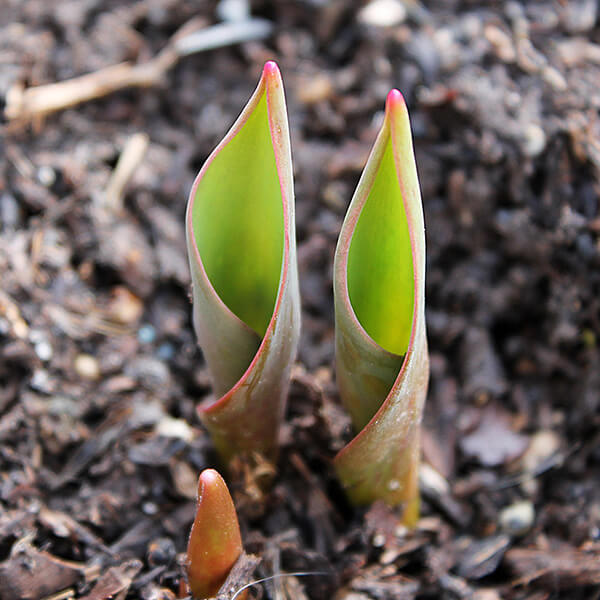 mulch in the garden