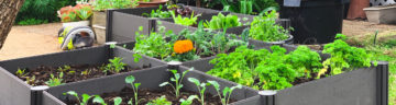 How to start a Vegetable Garden