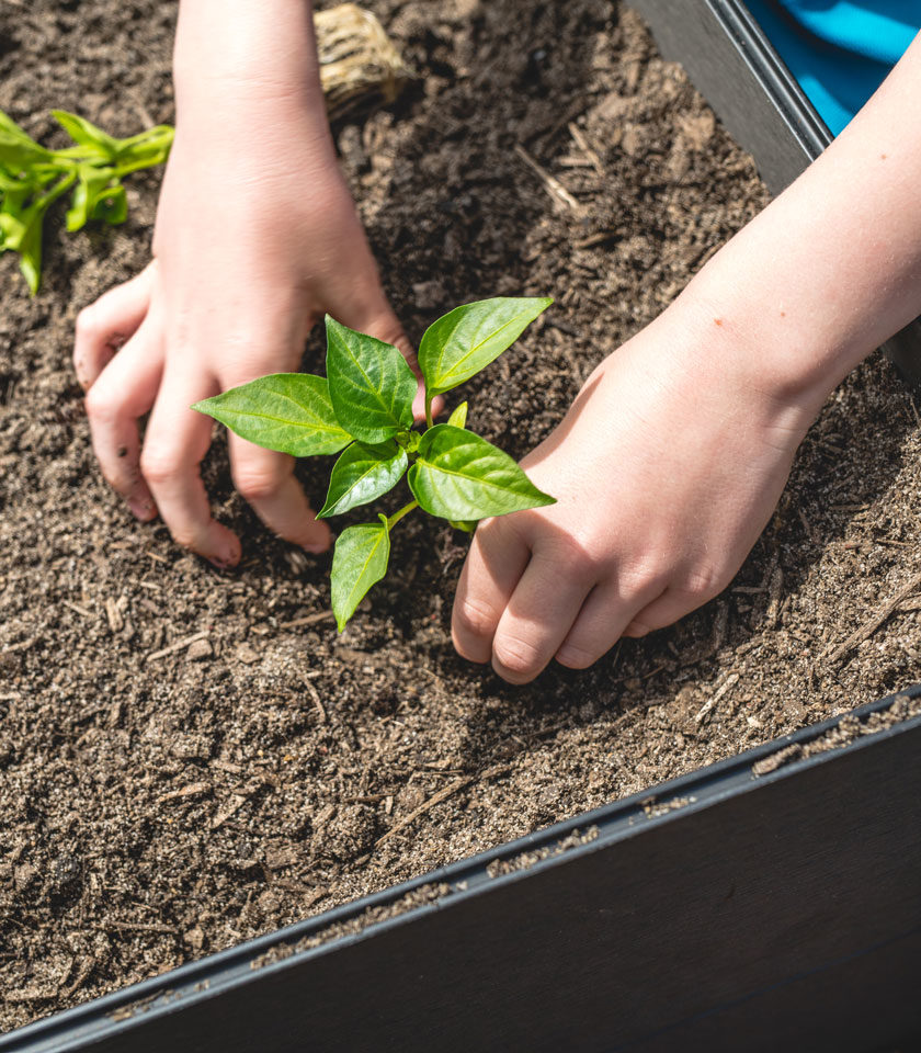 Endeavour School Raised Garden Bed