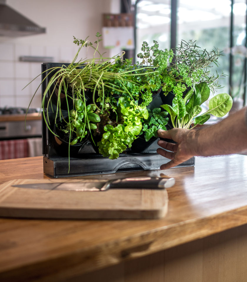 Holman Benchtop GreenWall