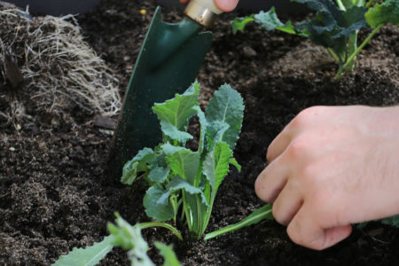 6-ways-to-prepare-your-garden-for-winter-header