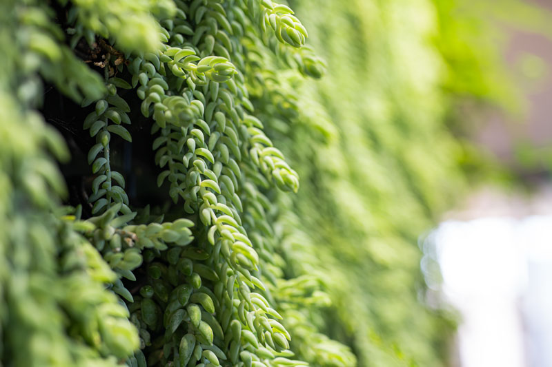 Choosing-Plants-for-your-GreenWall-Donkeys-Tail