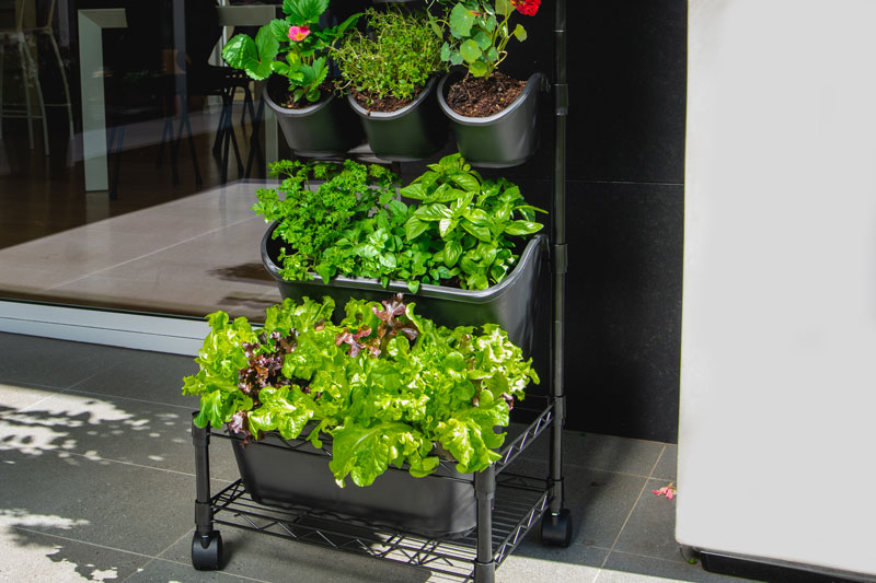 Choosing-Plants-for-your-GreenWall-Lettuce