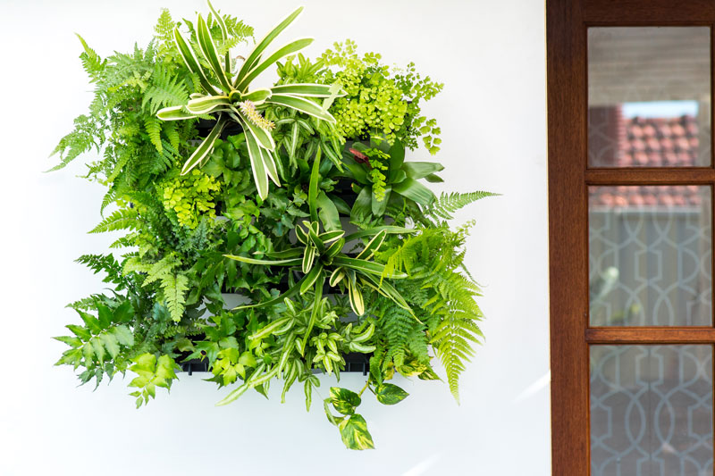 Choosing-Plants-for-your-GreenWall-Pixel-Pot