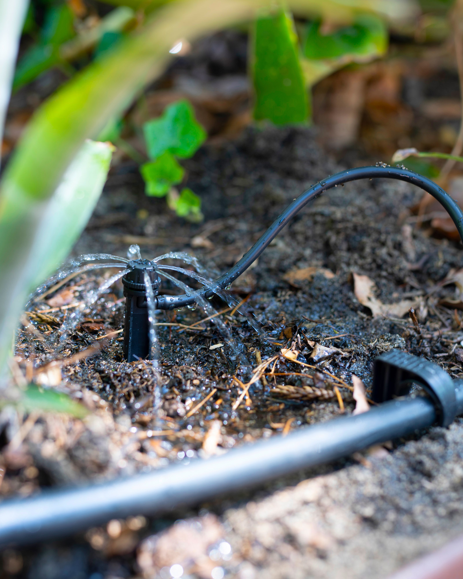 DIY-JULY-setting-up-micro-irrigation