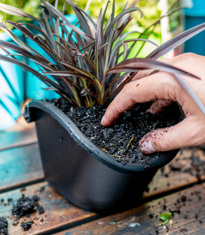 close of hand planting a tropical plant in Swap-A-Pot