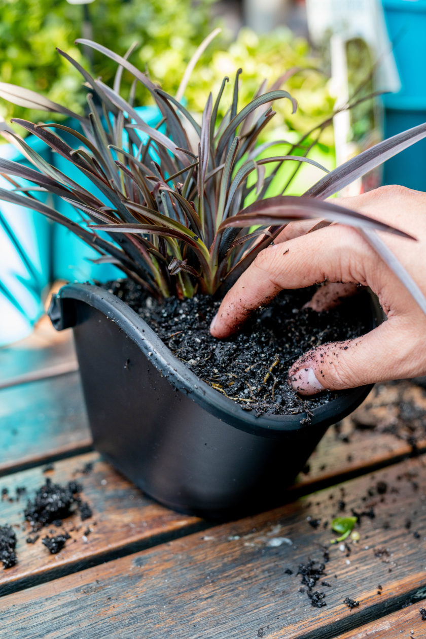 close of hand planting a tropical plant in Swap-A-Pot