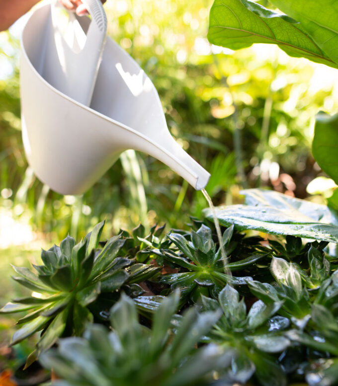 watering the garden with frost 2 litre ECO watering can
