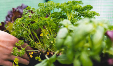 The best herbs and veggies to grow in early Spring