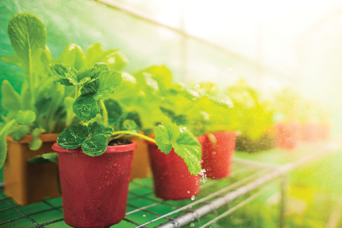 Our greenhouses with built-in misters make a great Father's Day gift.