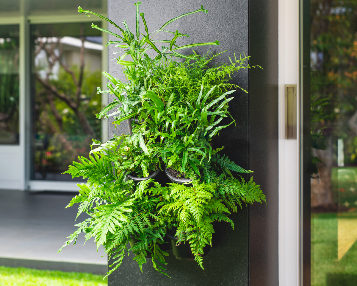 plants-for-your-greenwall-slimline-greenwall