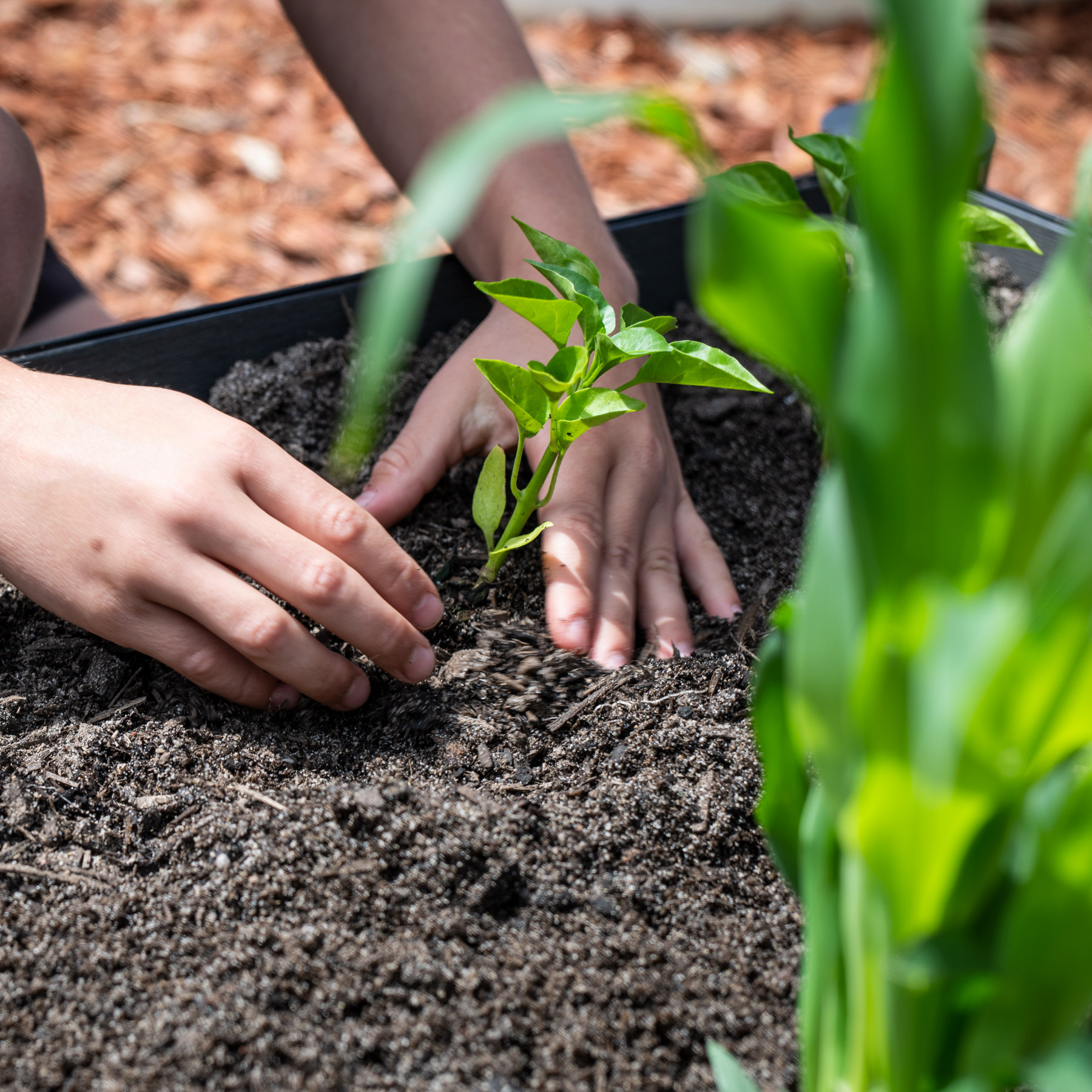 prepare-garden-beds-for-spring-placement