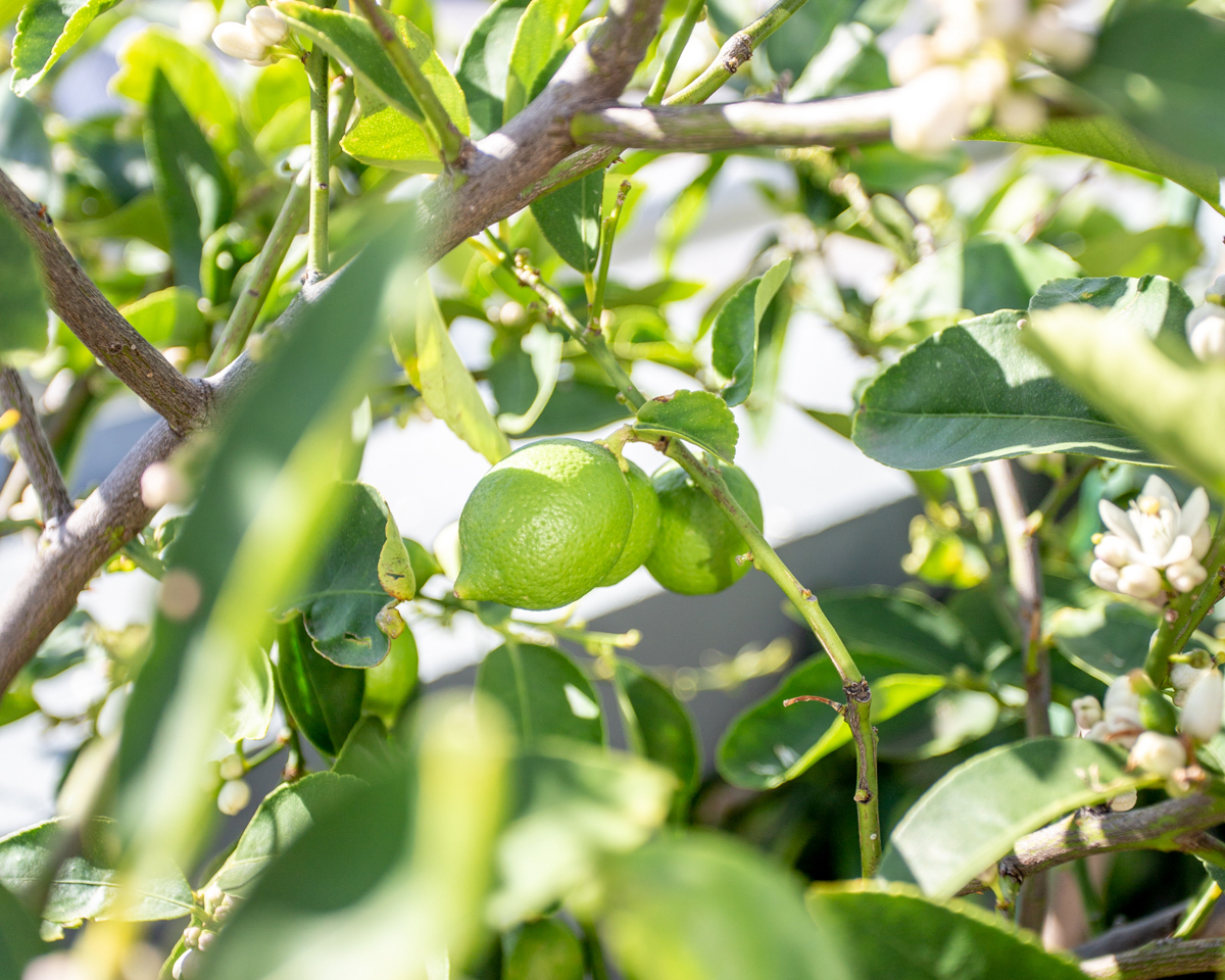 spring planting - fruit spring-planting-fruit