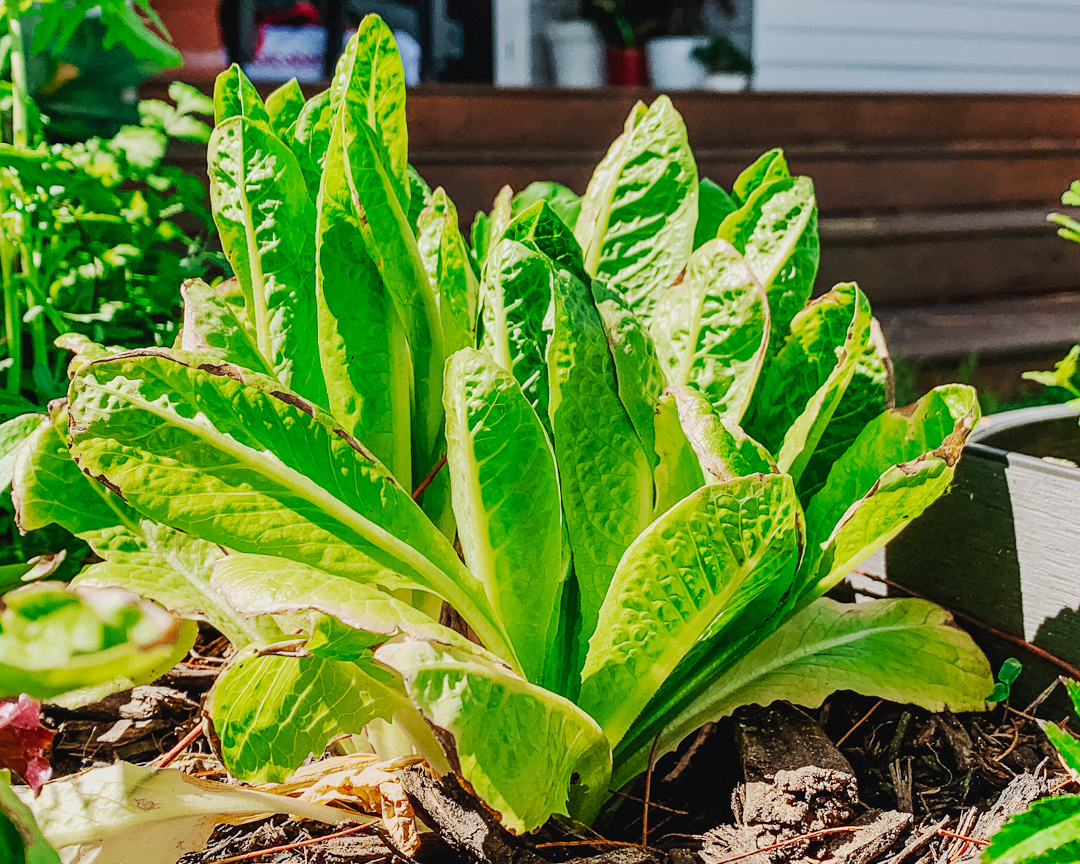 spring planting - lettuce spring-planting-lettuce